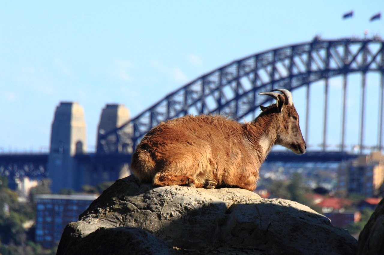 Bruine berggeit rustend op een rots met de Sydney Harbour Bridge op de achtergrond op een heldere dag