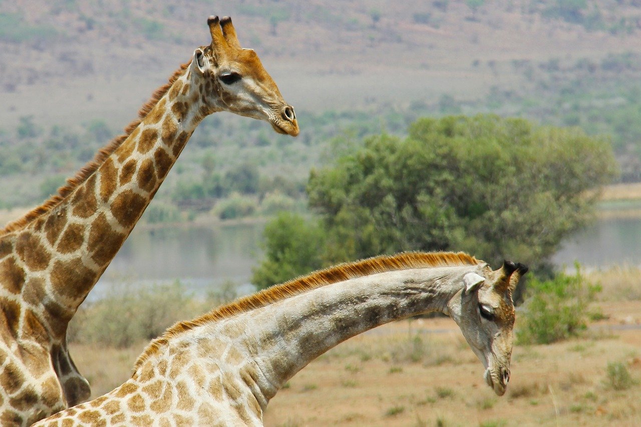 Twee giraffen met lange nekken in een natuurlijke savannehabitat met bomen en een waterlichaam op de achtergrond