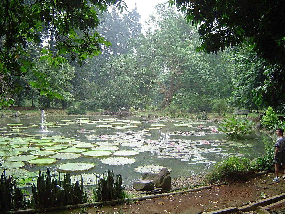 Serene vijver met grote waterlelies en roze bloemen omgeven door weelderige groene bomen en een persoon die op het pad staat